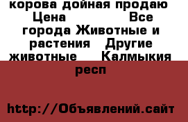 корова дойная продаю › Цена ­ 100 000 - Все города Животные и растения » Другие животные   . Калмыкия респ.